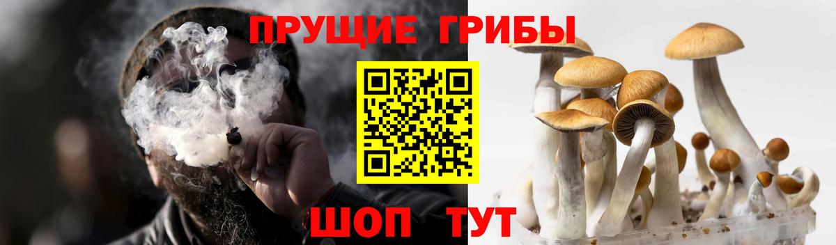 Галлюциногенные грибы GOLDEN TEACHER  Галлюциногенные грибы GOLDEN TEACHER  Вход с VPN  Санкт-Петербург 